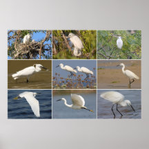 Kleiner Reiher-Collage Plakate