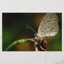 Kleines Gras blauer Zizula Hylax Schmetterling Individuelle Flyer