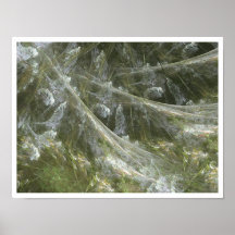 Kletternder Corydalis Plakatdruck