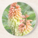 Kniphofia - tisonnier d'un rouge ardent dessous de verres