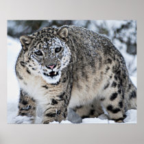 Knurrender Schnee-Leopard