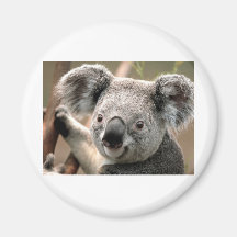 Koala Aimant