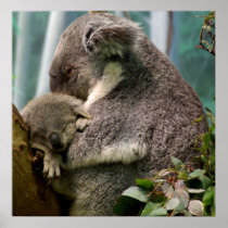 Koala-Mamma und neues Baby