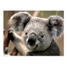 Koala Postkarten