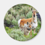 Kojote und Antilope in Yellowstone-Park Magnete