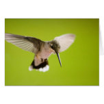 Kolibri - Engels-im Flug Gruß-Karte