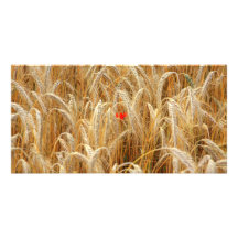 Kornblume Foto Grußkarte