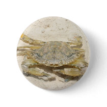Krabbe