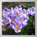 Krokus-Blumen-Druck