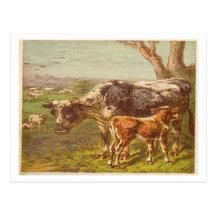 Kuh-und Kalb-Postkarte