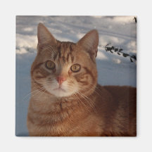 KühlschrankKitty Kühlschrankmagnete