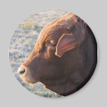 Kuhmagnet: Der Stier magnete