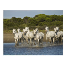 La France, Camargue. Chevaux courus par l'estuaire Carte Postale