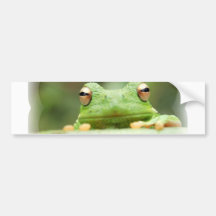 La grenouille observe l'adhésif pour pare-chocs autocollants pour voiture