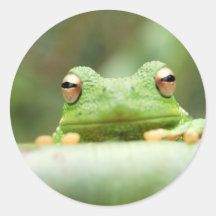 La grenouille observe l'autocollant