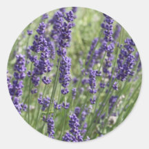 La lavande fleurit des autocollants