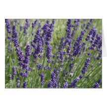 La lavande fleurit la carte