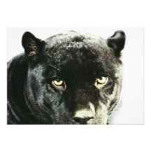 La panthère noire de Jaguar observe l'invitation