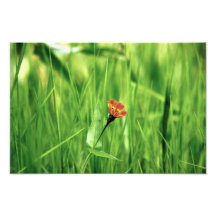 La République Dominicaine de fleur Photo Sur Toile