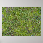 La terre plante la texture affiches