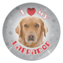 Labrador retriever teller