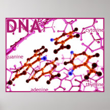 L'ADN base petit Poster