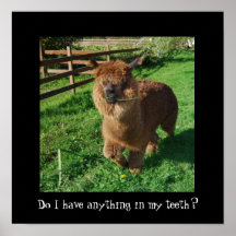 Lama mit Gras im Zahnplakat