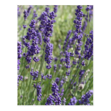 Lavendel-Blumen-Postkarte