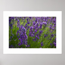 Lavendel | Lavendel Plakatdrucke