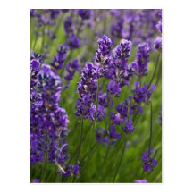 Lavendel | Lavendel Postkarte