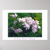 Le Colorado Columbines Affiches