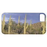 Le Mexique, Baja del Norte, ressortissant 2 de dés Coques iPhone 5