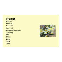 Le narcisse blanc fleurit le carte de visite