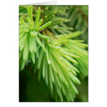 Le sapin rouge pousse l'arbre carte de vœux