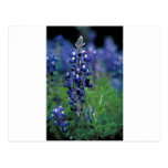 Le Texas Bluebonnet-2-Best Cartes Postales