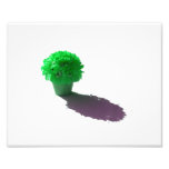 Le vert fleurit le seau et l'ombre blancs photographies