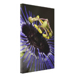 Leidenschafts-Blumen-Leinwand-Druck Gespannter Galeriedruck