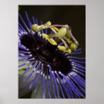 Leidenschafts-Blumen-Plakat
