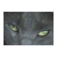 Leinwand-russisches Blau - große Katze Digital Gespannter Galeriedruck