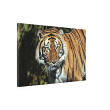 Leinwand-Verpackung: Malaiischer Tiger Galerie Gefaltete Leinwand