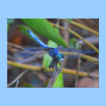 Leinwanddruck - blaue Libelle leinwanddrucke