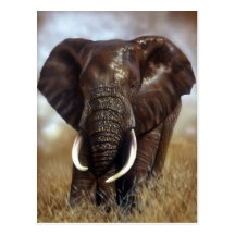 L'éléphant Taureau imprime des cartes postales