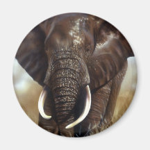 L'éléphant Taureau imprime des magnats Magnets