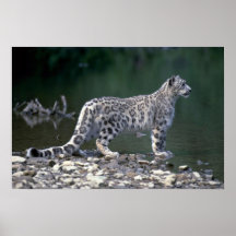 Léopard de neige près de rivière affiche