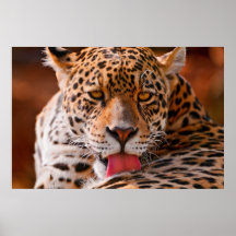 Leopardreinigungsplakat