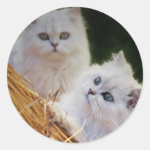 Les chatons viennent jeu adhésif rond
