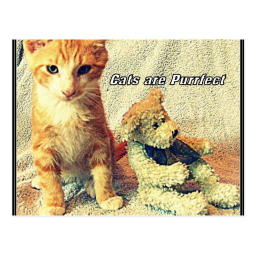 Les chats sont carte postale de Purrfect