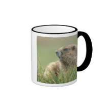 Les Etats-Unis, Washington, NP olympique, Marmot o Tasse À Café