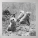 Les petits animaux du guépard posters