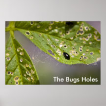 Les trous d'insectes posters